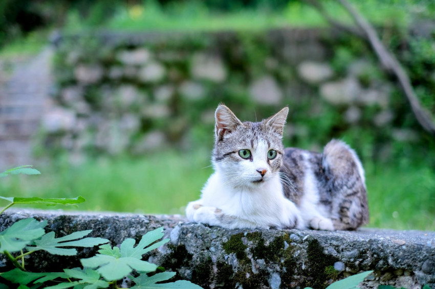 Sevimli bir kedi görseli