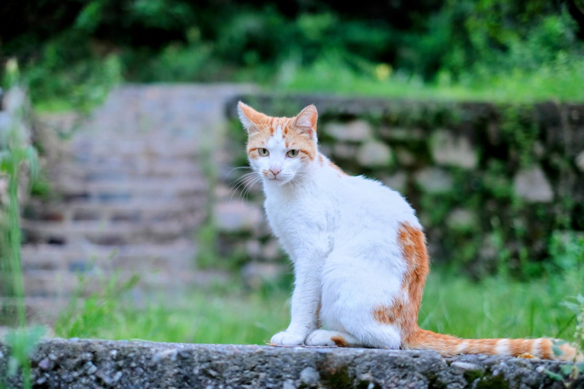 Sevimli bir kedi görseli