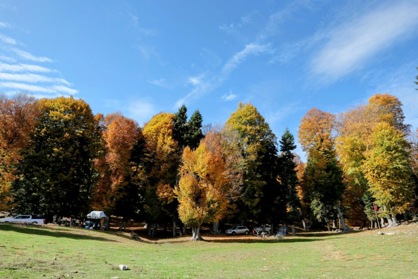 Kayın Ormanı