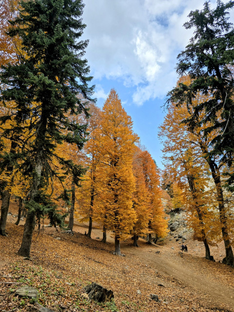 Sarı yapraklı ağaçlar